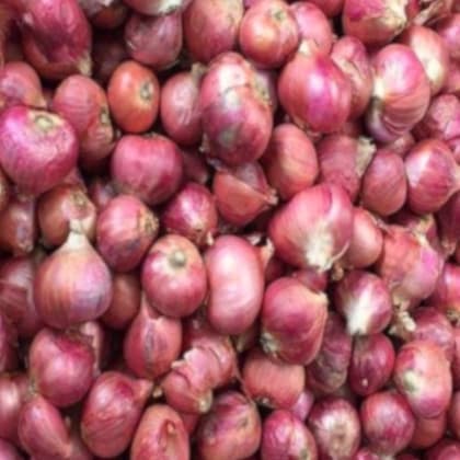 Onion
